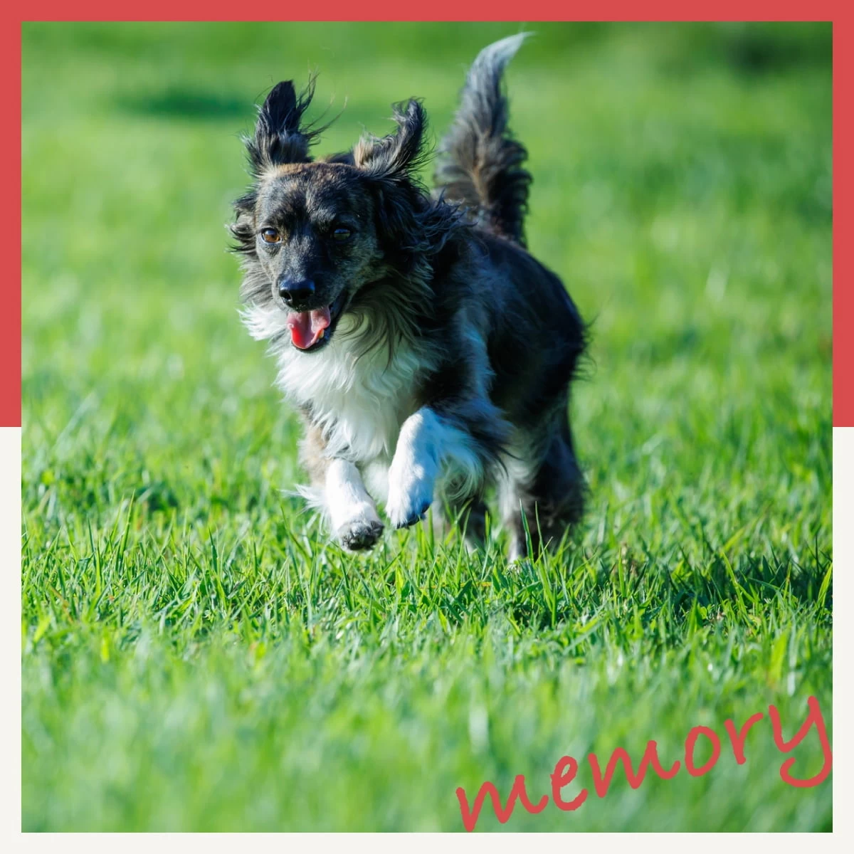 千葉・房総でペット同伴の旅♪プール＆ドッグラン付きホテルへ