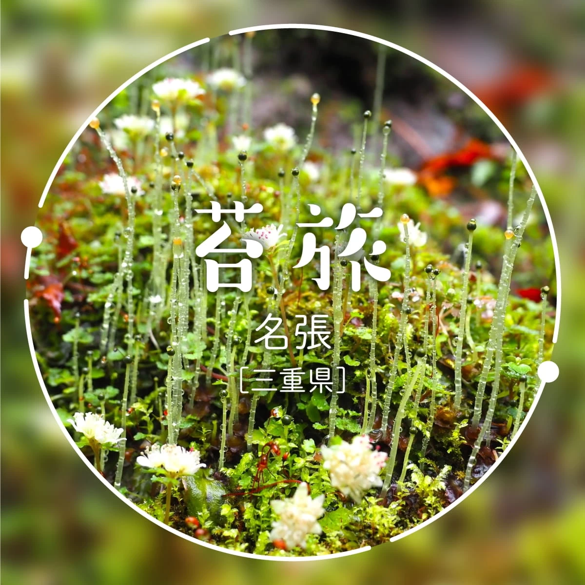 三重県・赤目四十八滝でハイキング！コケの胞子体と出会う春の旅