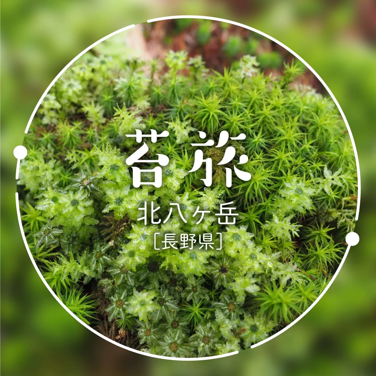 長野・北八ヶ岳で苔の聖地を堪能!森と湖を歩く1泊2日の夏山旅