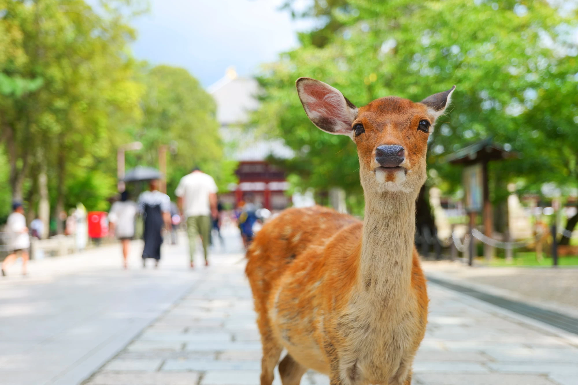 奈良公園・ならまちを散策♪友達と行く1泊2日観光モデルコース