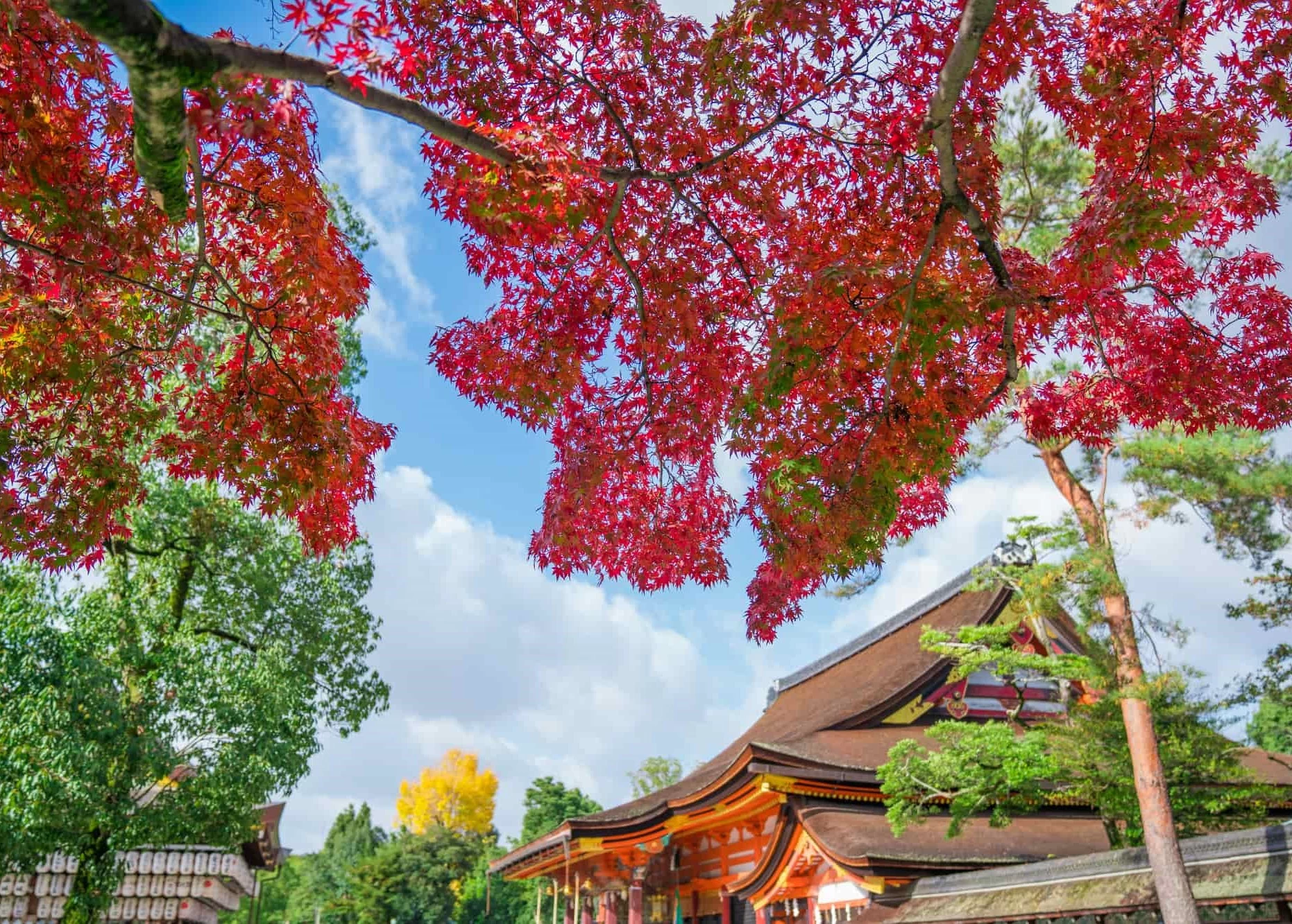 秋の京都を子連れで満喫!紅葉とグルメを楽しむ日帰り家族旅