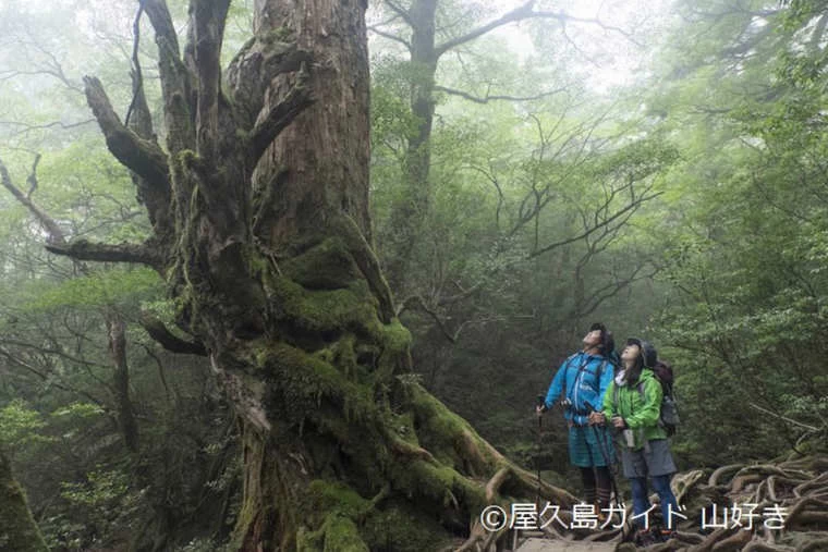 屋久島で2泊3日のトレッキング旅！縄文杉や千尋の滝に感動（2日目