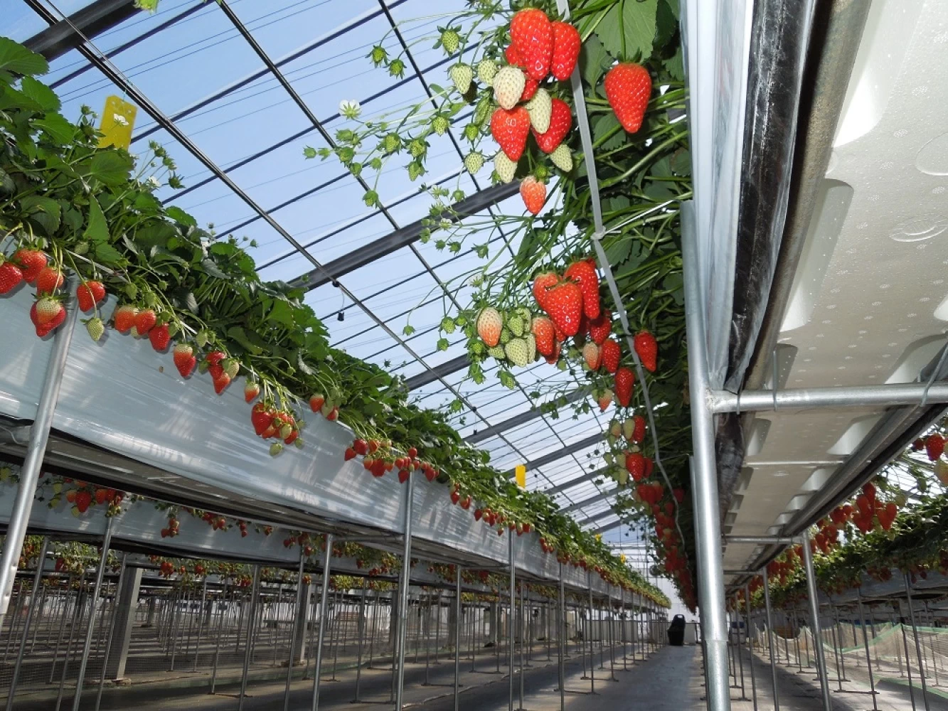 いちごが摘みやすい高設栽培