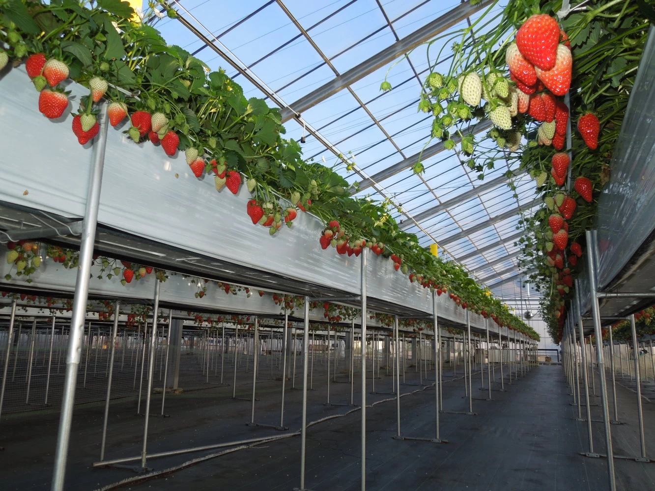 完熟いちごを探しましょう