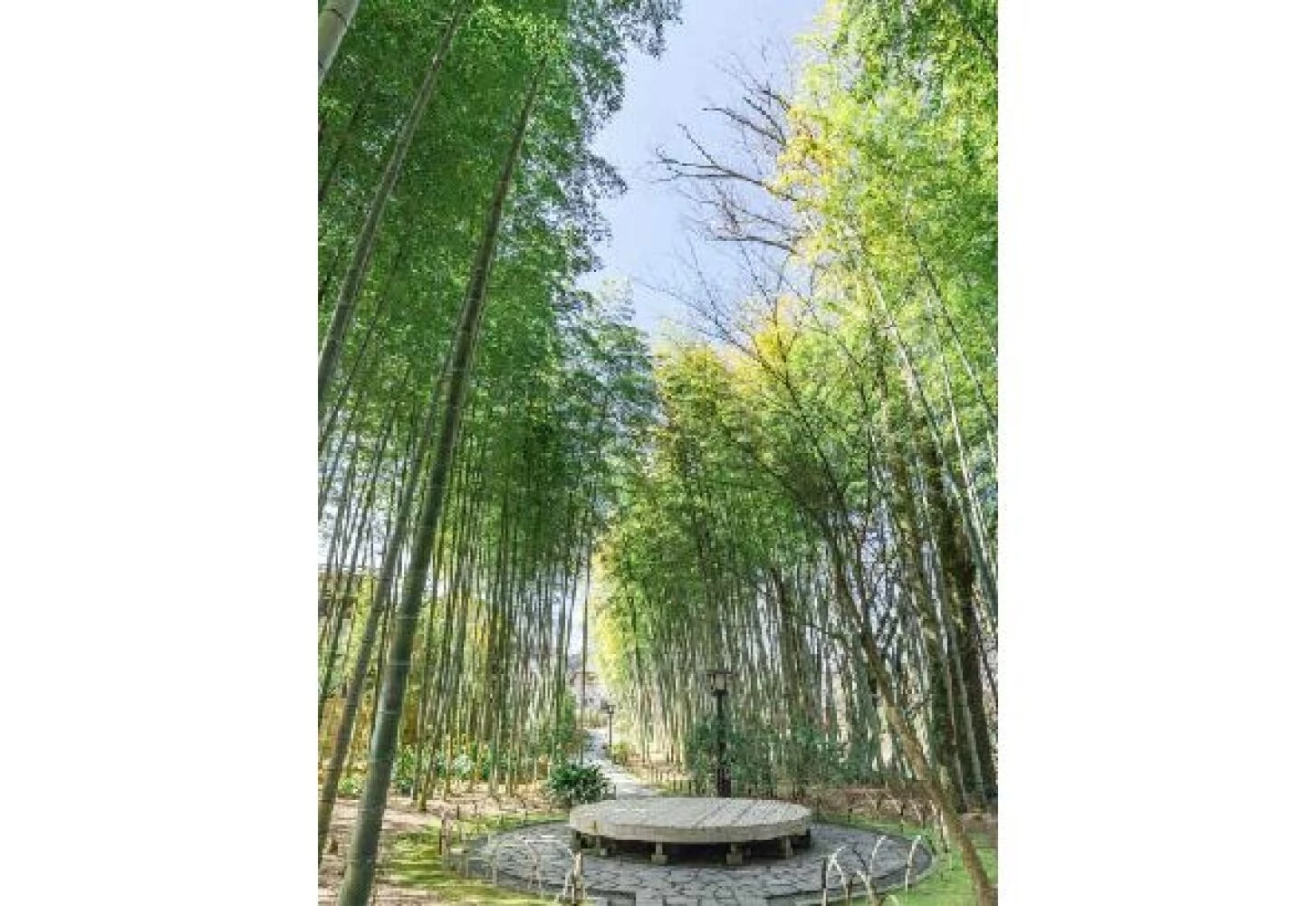 竹林内のベンチ