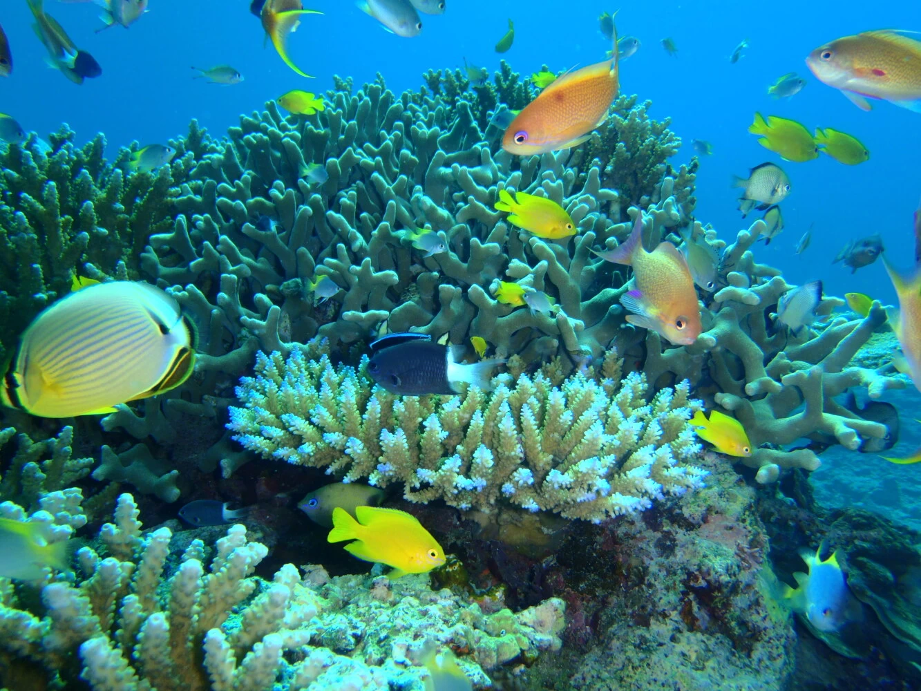 シュノーケリングの景色