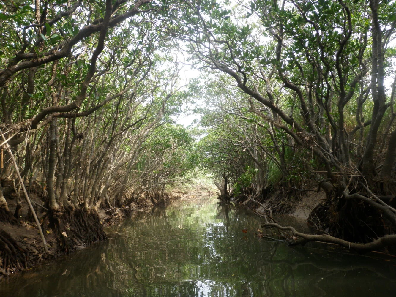 マングローブカヤック