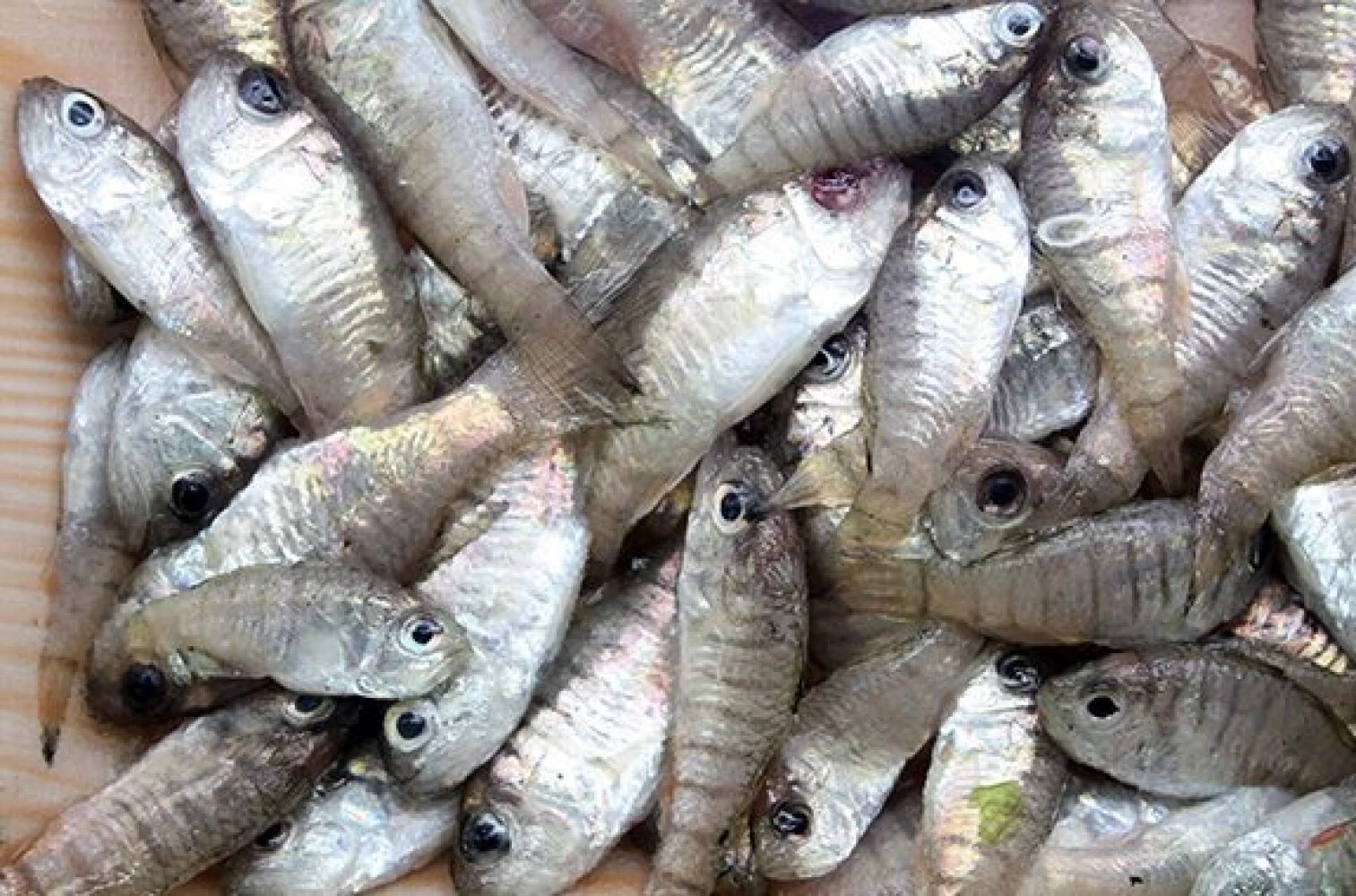 瀬戸内海で穫れる小魚・ネブト