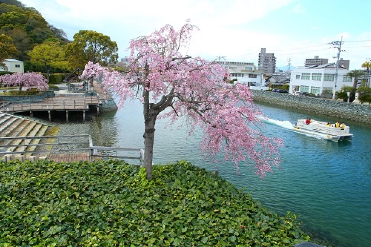 ひょうたん島周遊船と蜂須賀桜