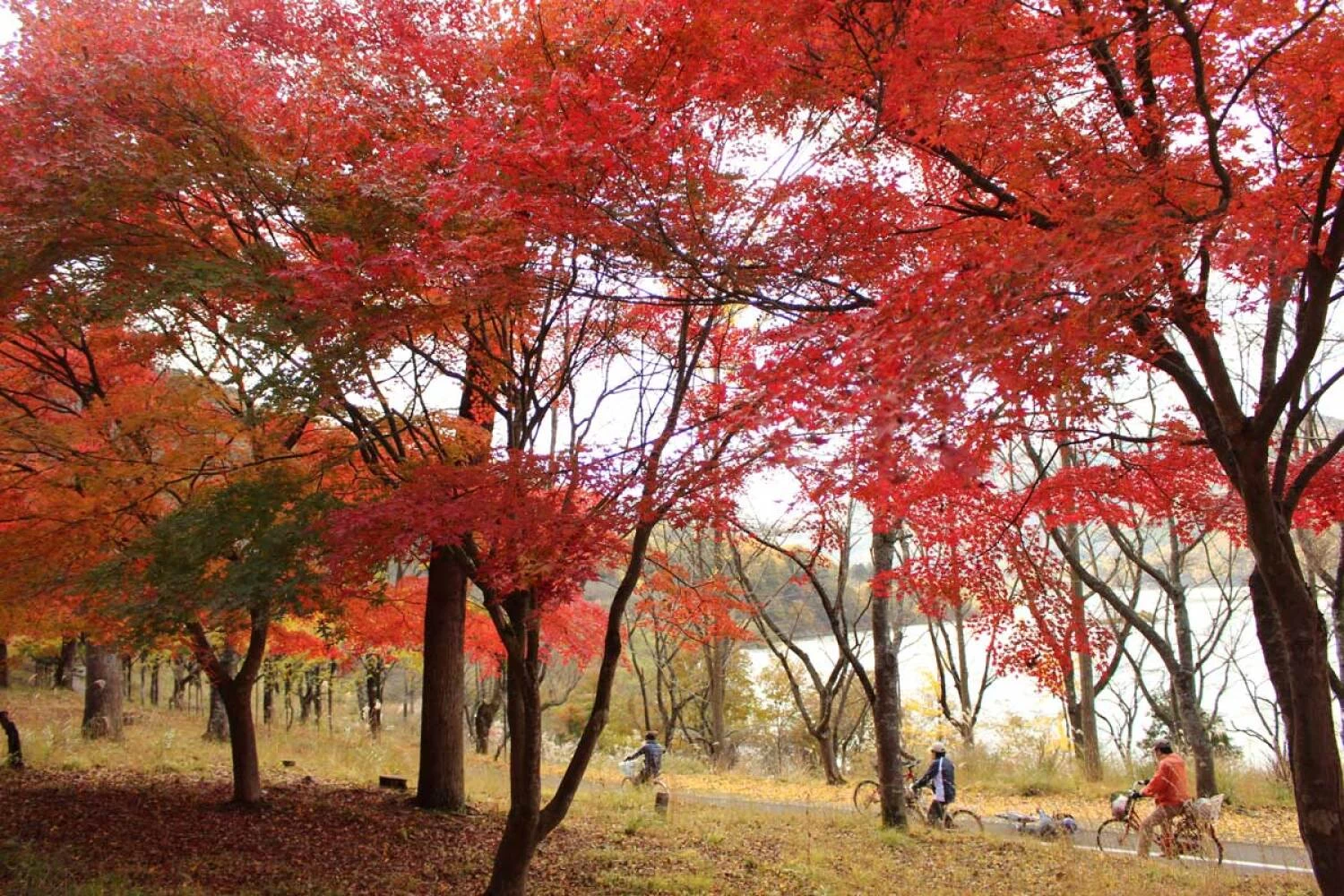 秋の紅葉と土師ダム湖畔サイクリング