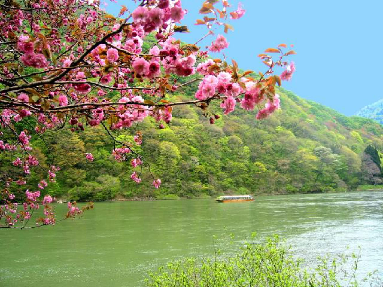 八重桜と舟