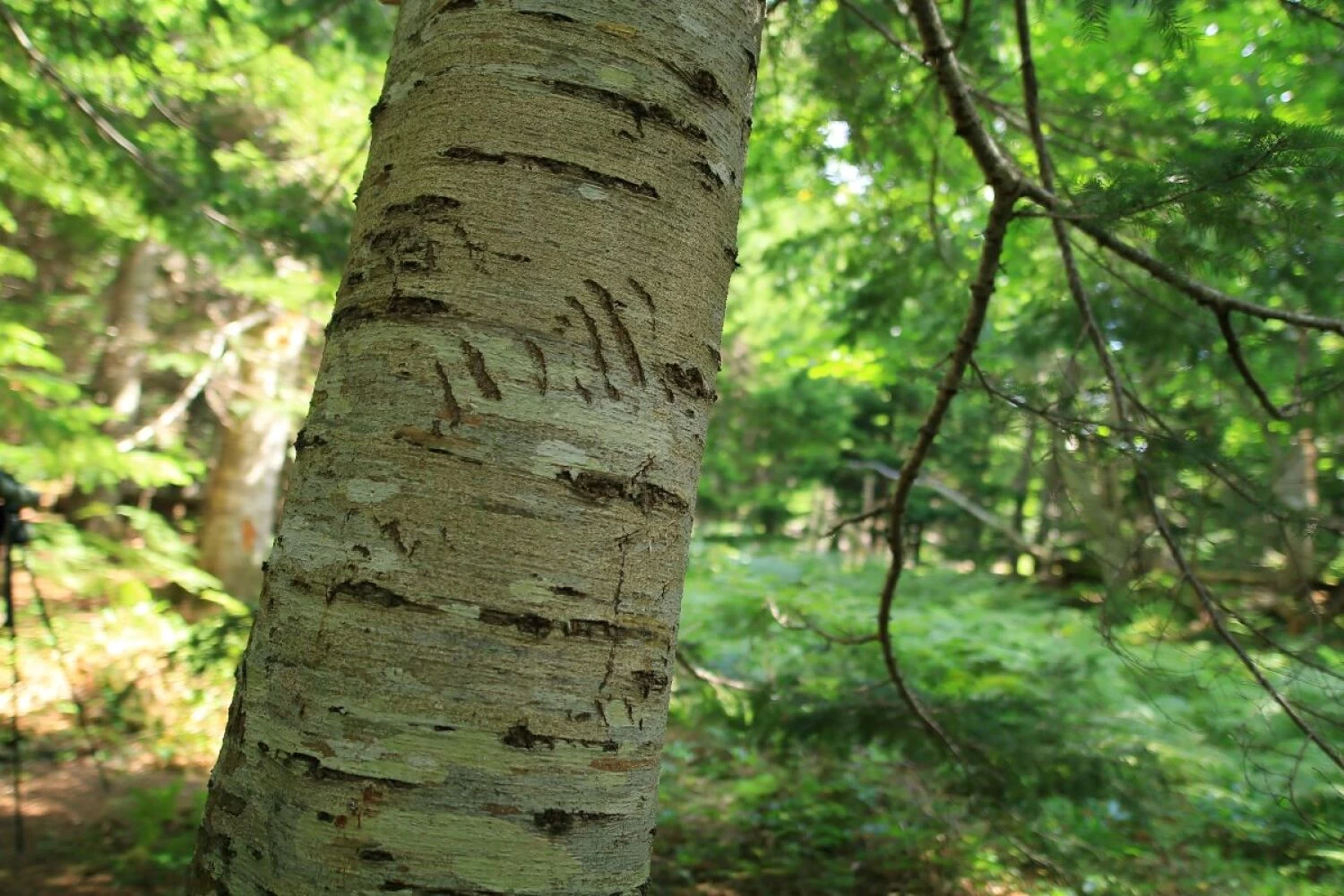 森の木々にはヒグマの爪の跡が見られる