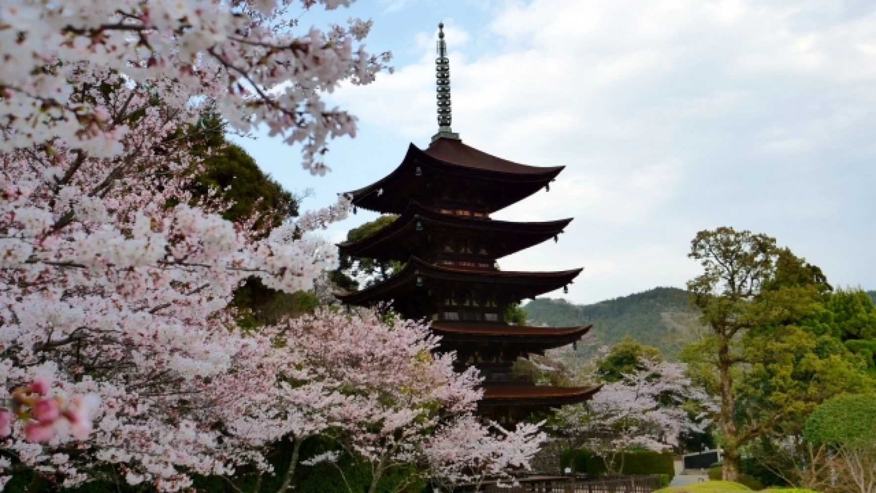 国宝五重塔と桜の見事なコントラスト