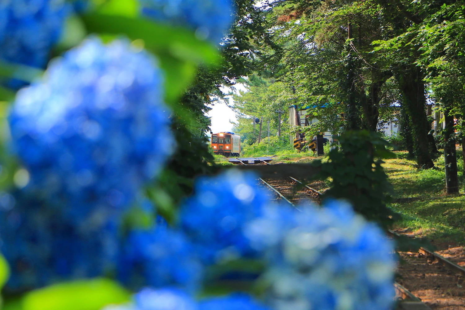 紫陽花と津軽鉄道がコラボする芦野公園