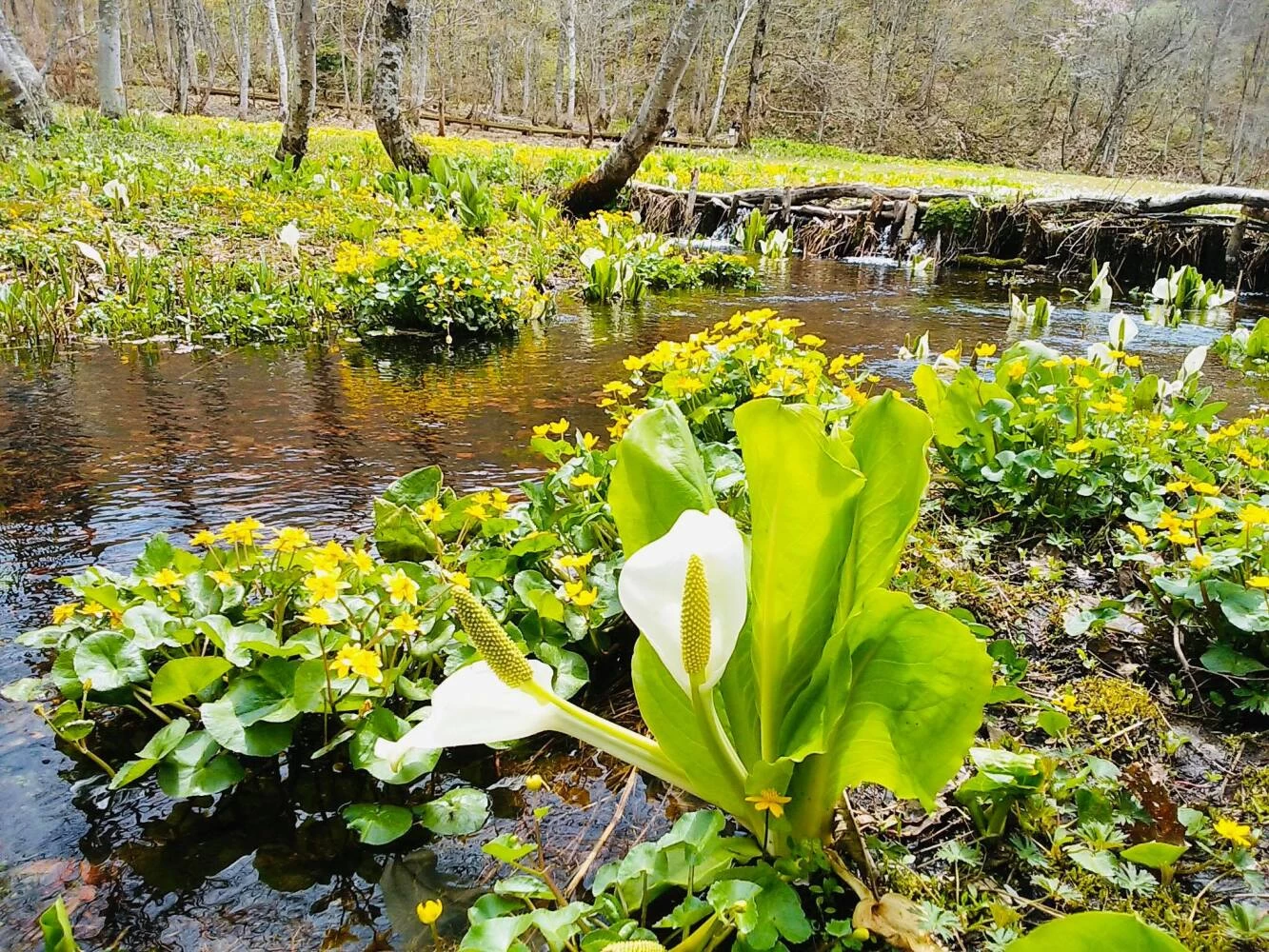 水芭蕉の季節の池ヶ原湿原