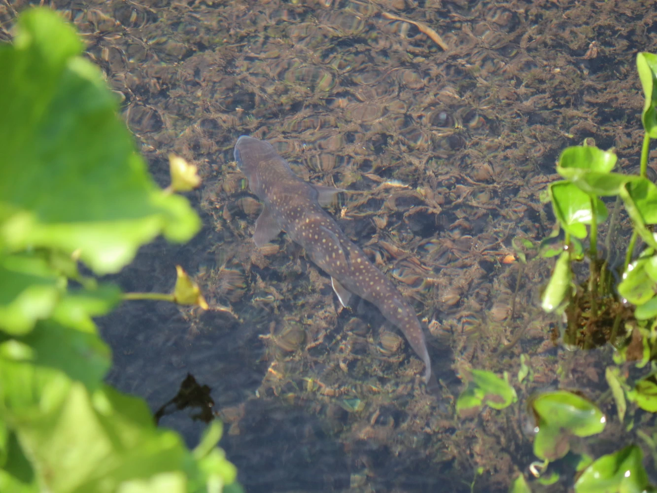 湿原ではさまざまな生物の姿を見ることができる