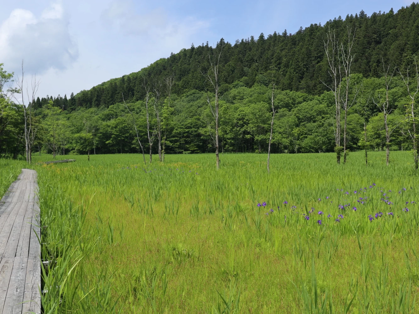 初夏にはカキツバタの群落も