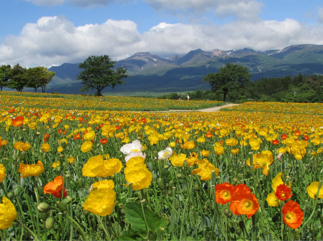 アイスランドポピー