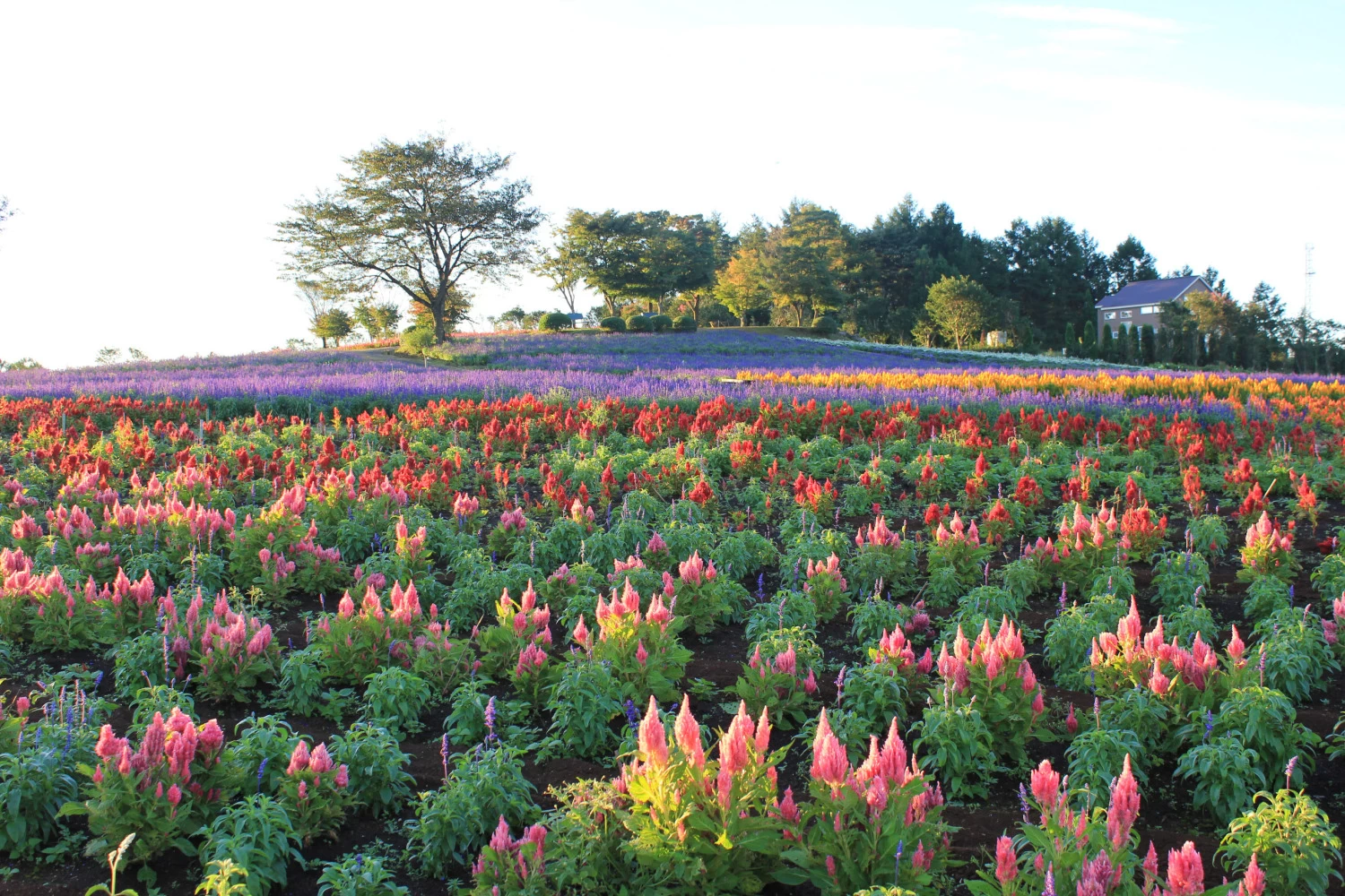 ピンクのケイトウの後ろに咲いているのはブルーサルビア
