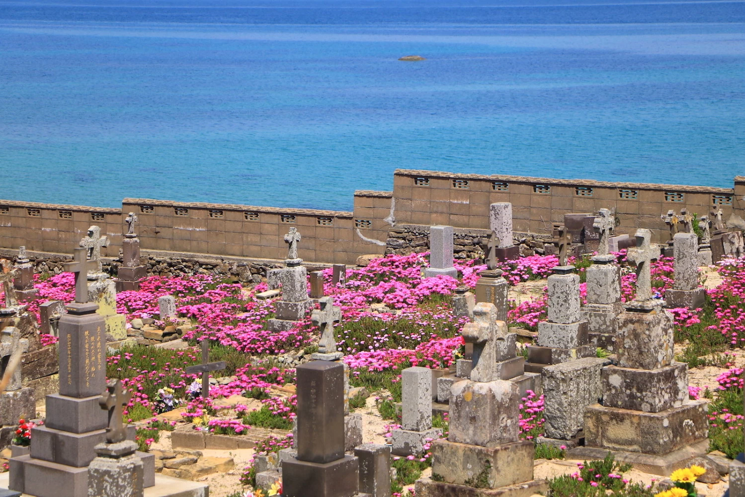 墓地を彩るマツバギク