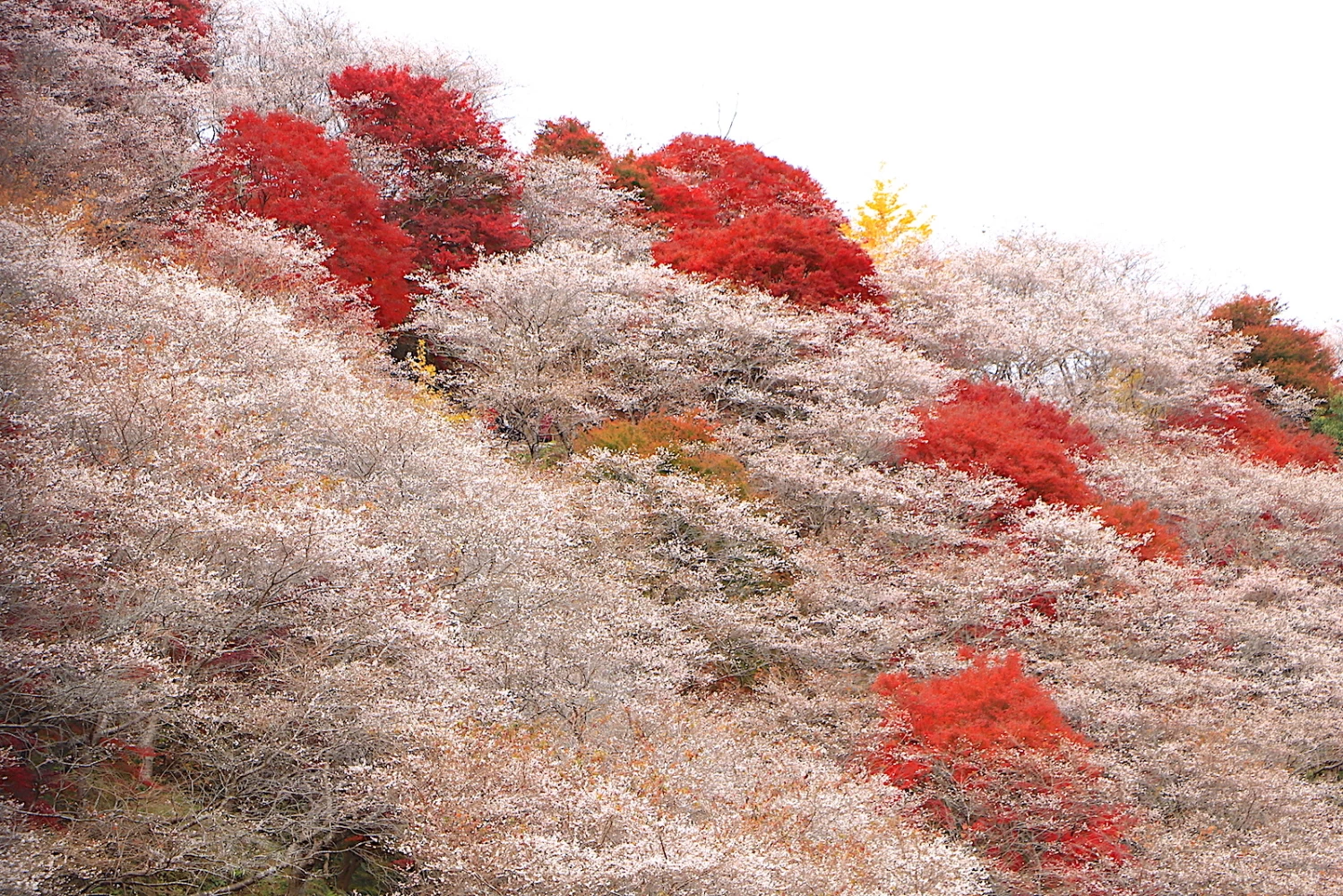 紅葉と桜が織りなすパッチワーク