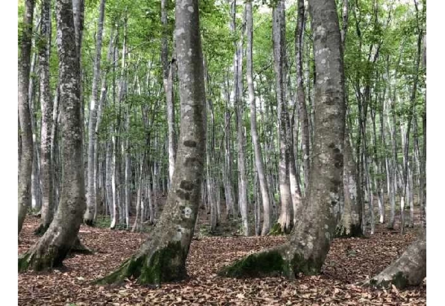 美人林の様子①