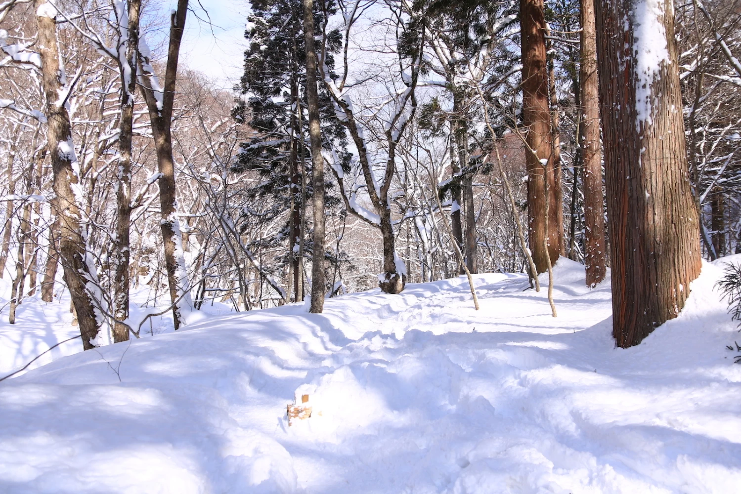 フカフカとした雪道を楽しく歩ける