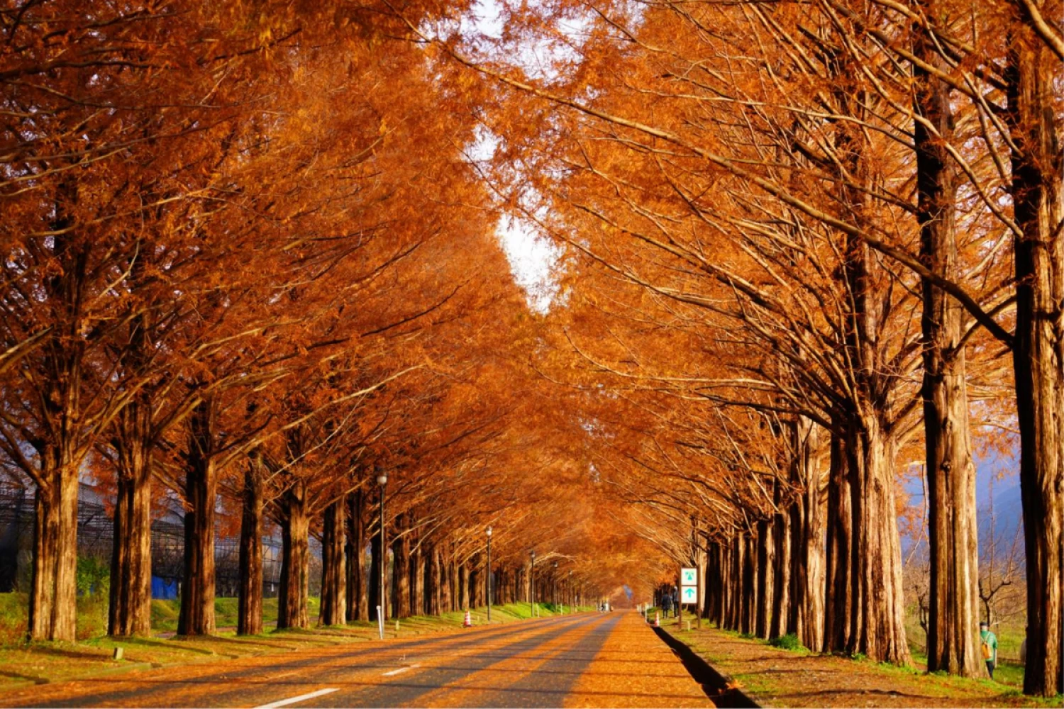 秋のメタセコイア並木