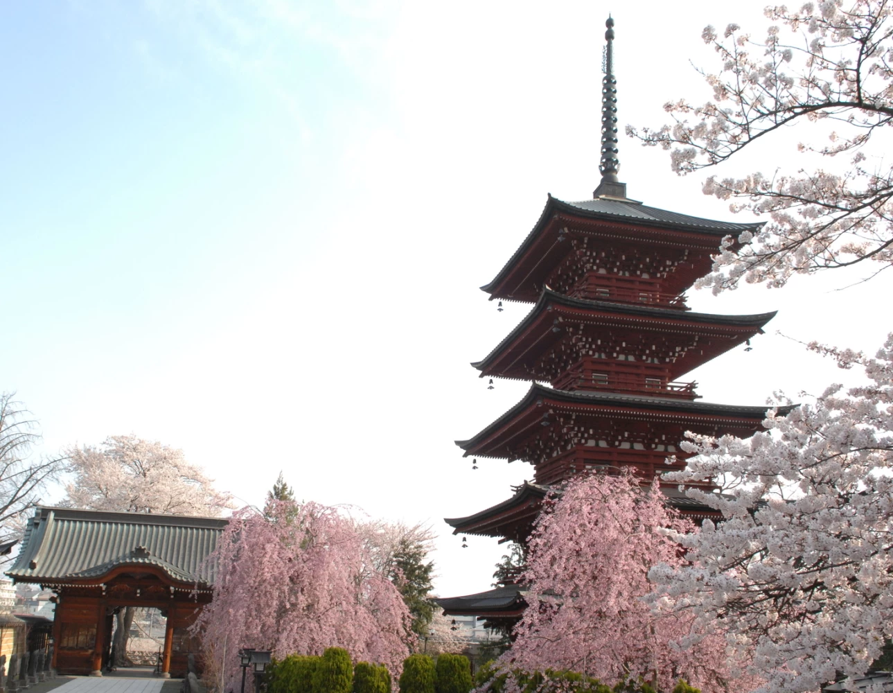 山門と五重塔桜