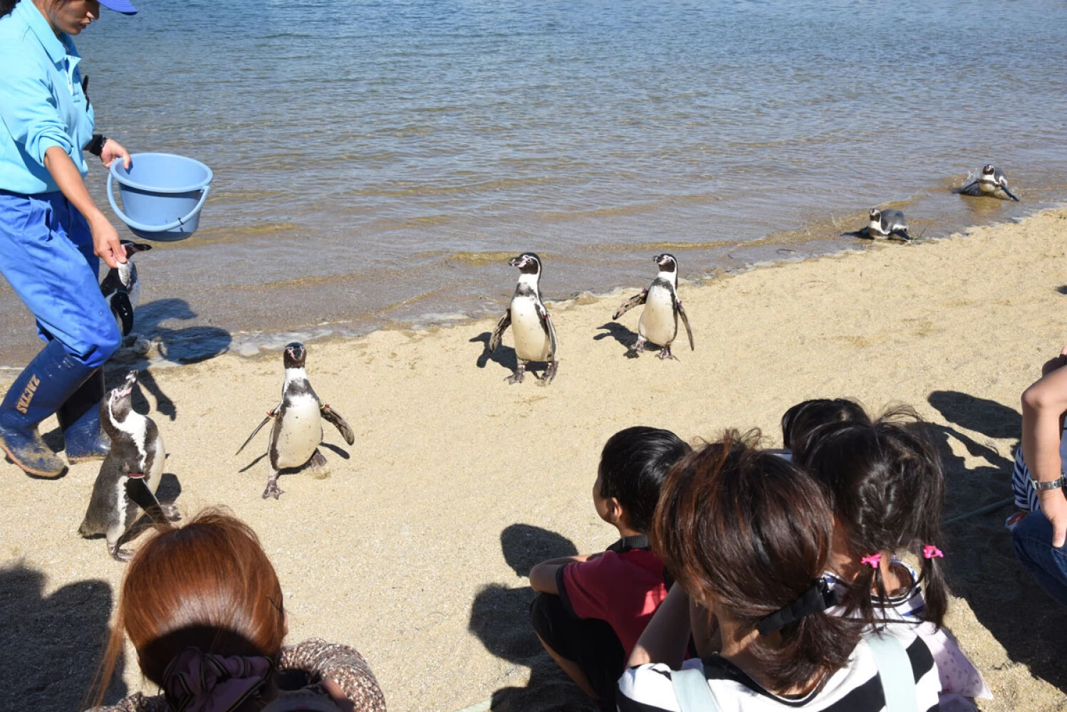 長崎ペンギン水族館（ふれあいペンギンビーチ）