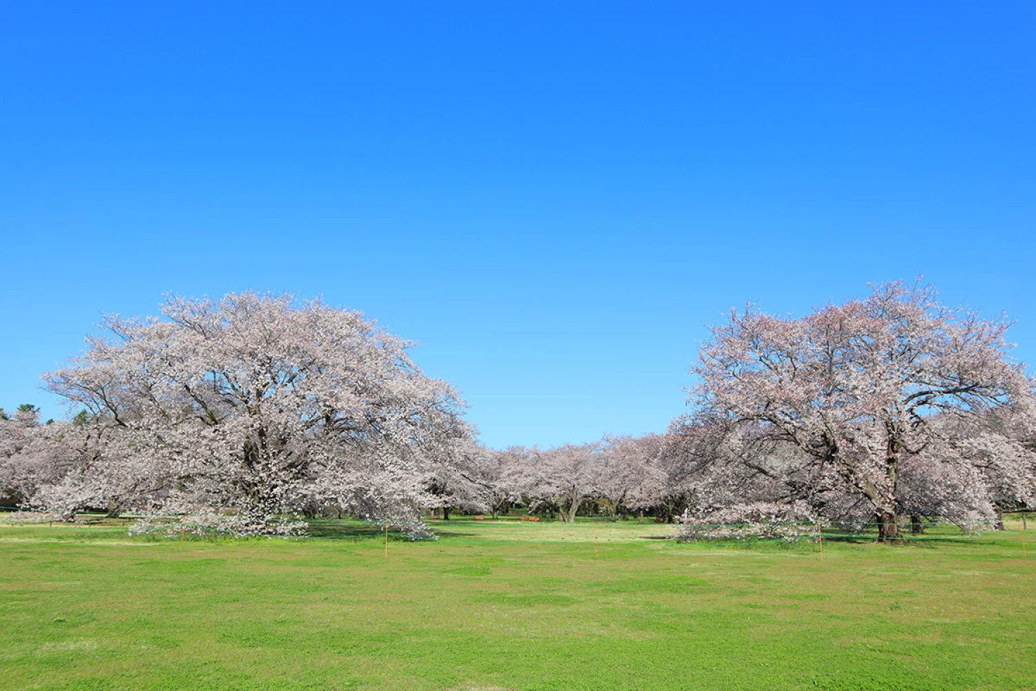 桜の園