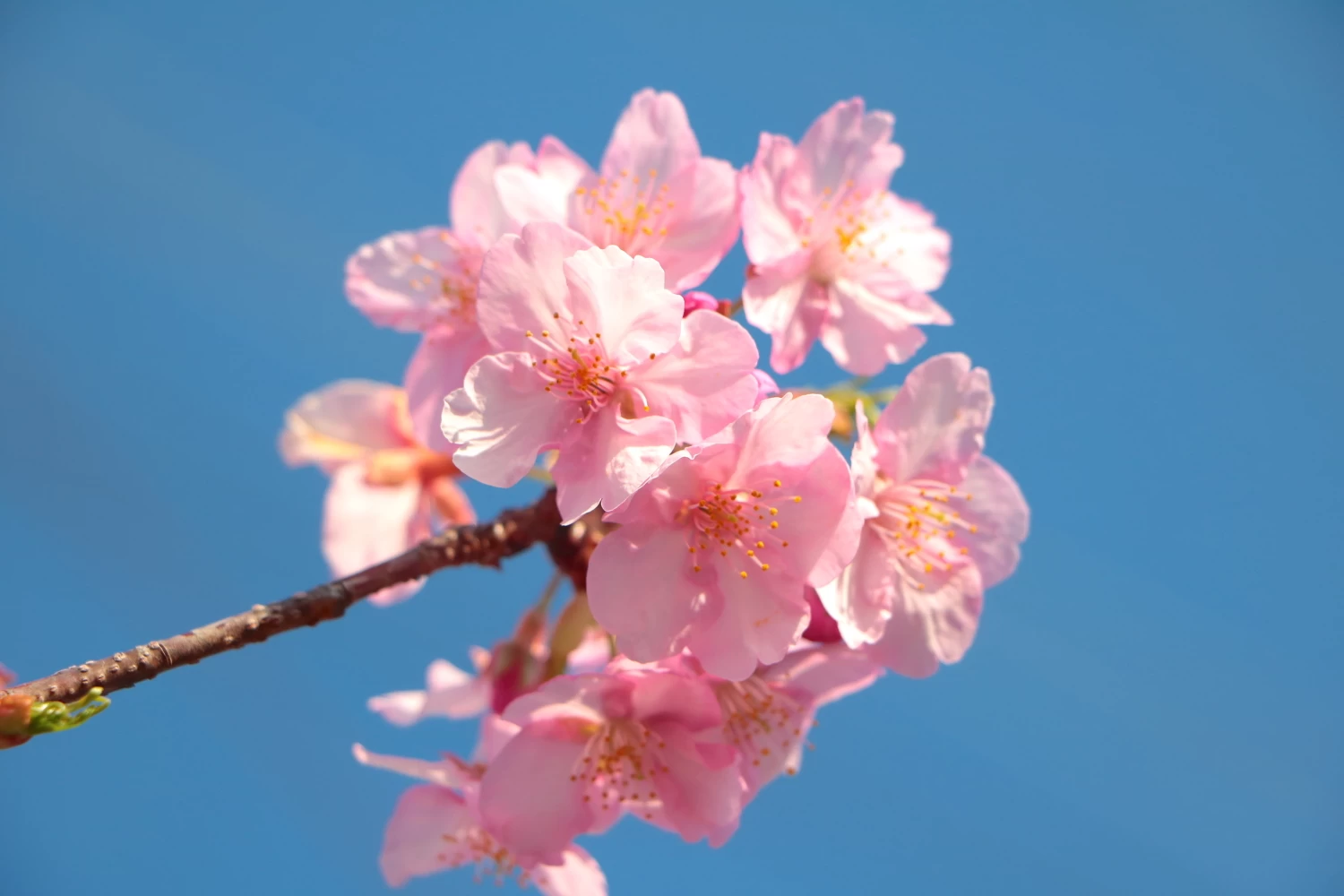 ピンクの花が可愛らしい河津桜