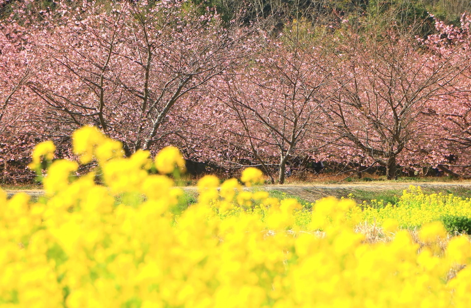 河津桜と菜の花のコラボレーション