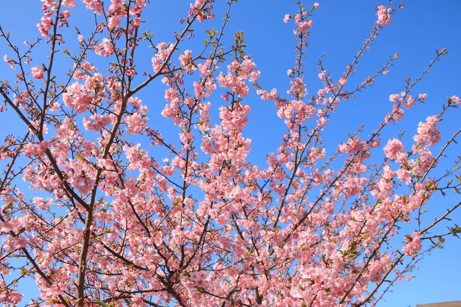 青空に映える、妖艶な河津桜