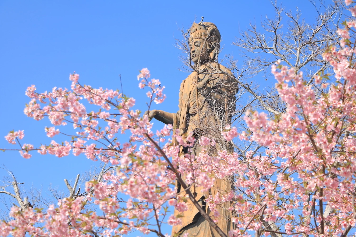 河津桜とコラボレーションする観音様