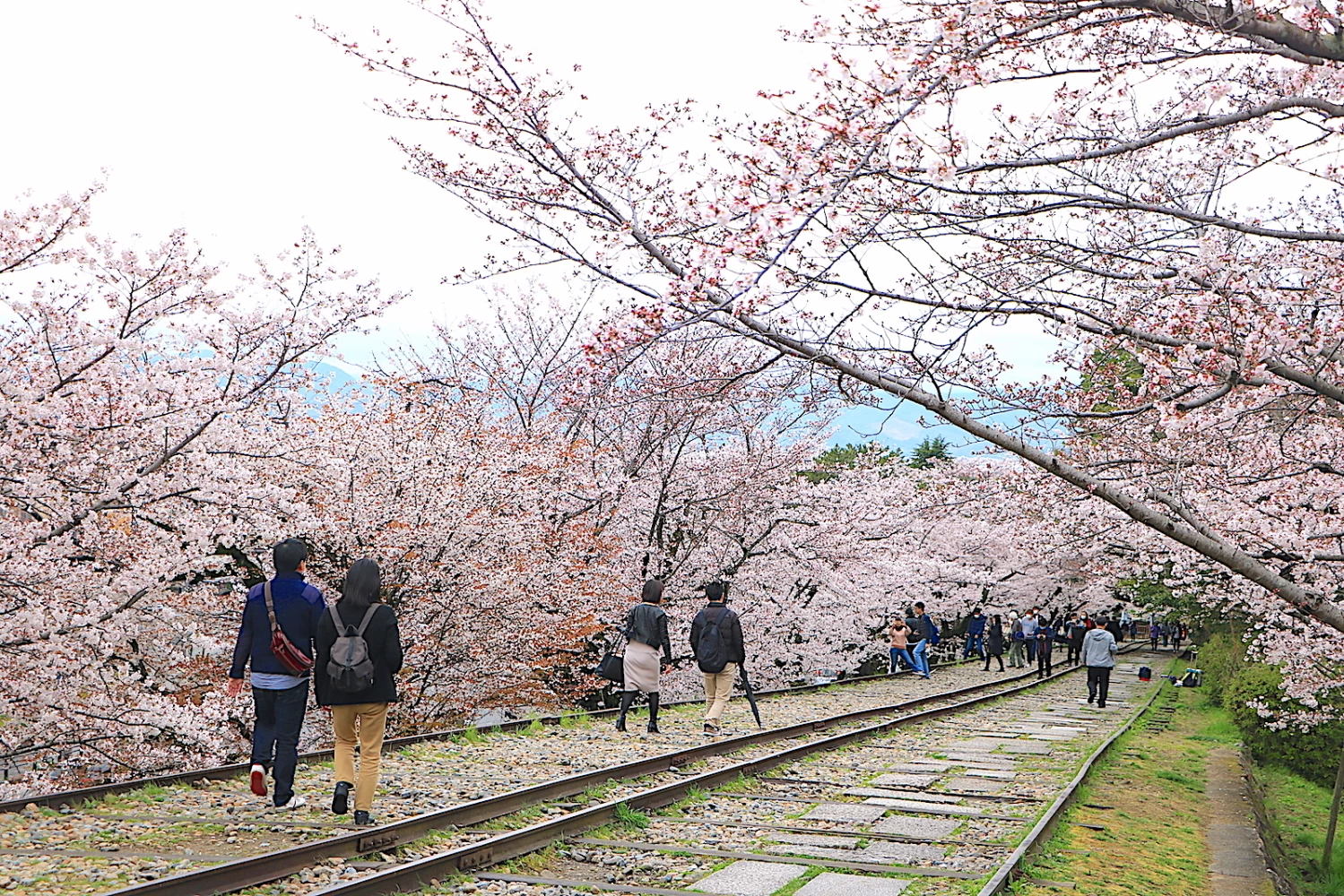 今や春の京都を代表する桜名所に！