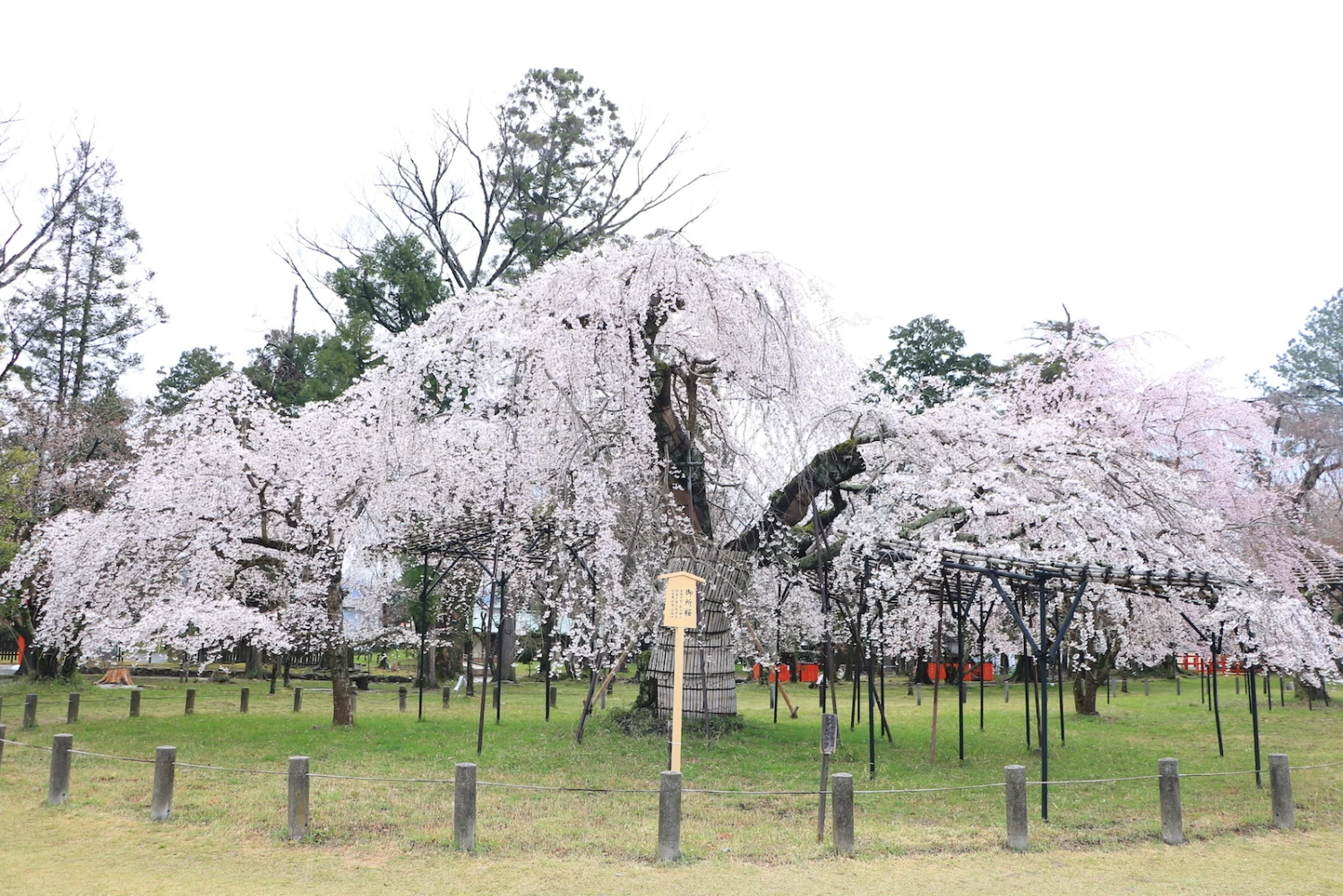上賀茂神社を彩る、樹齢180年の「御所桜」