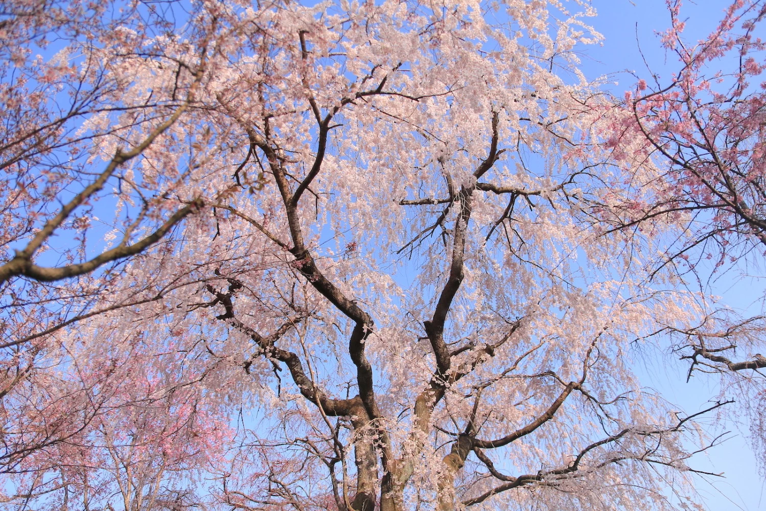 苑内には数種類の桜が咲く