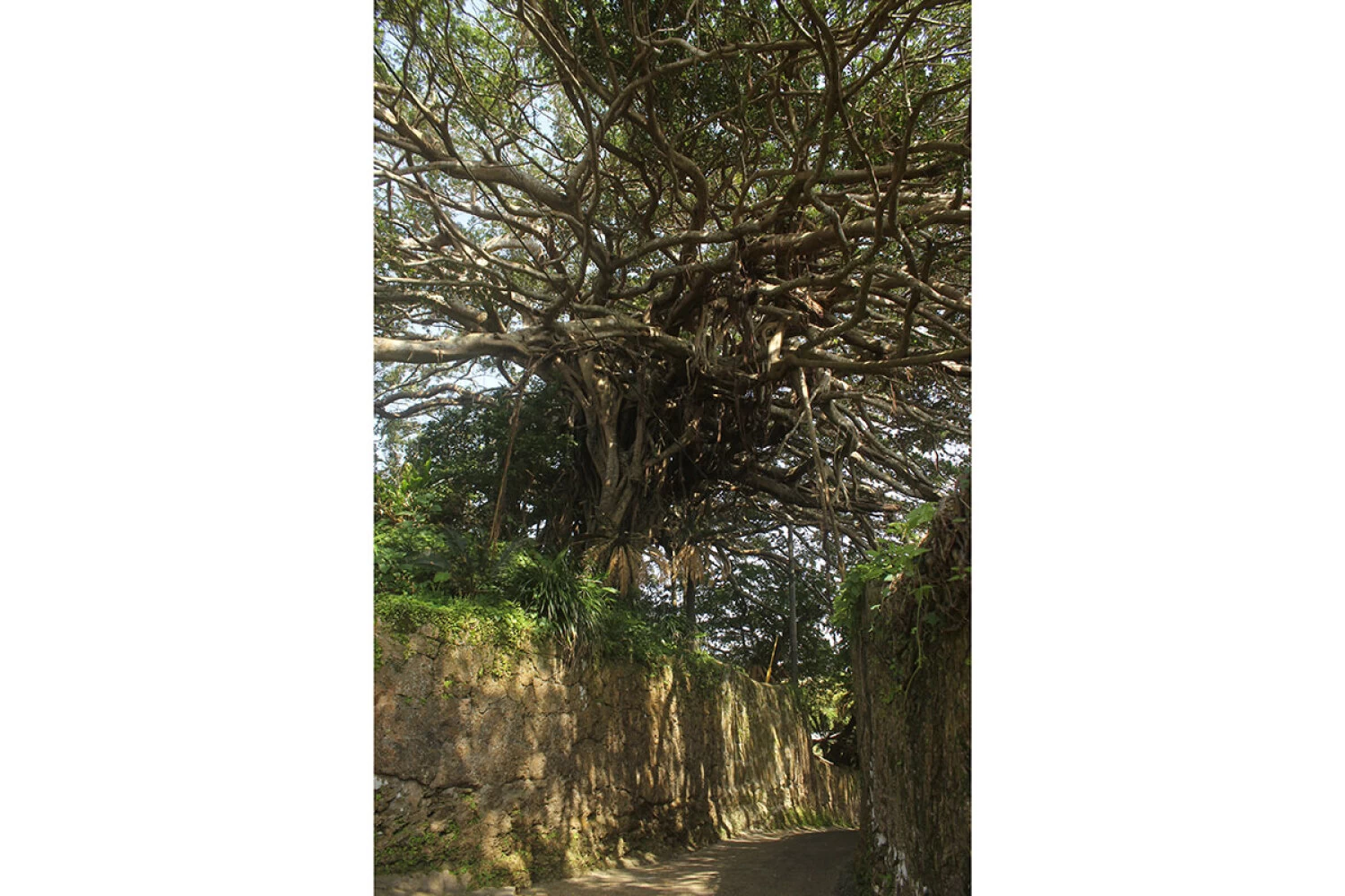樹齢300年ガジュマルの木②