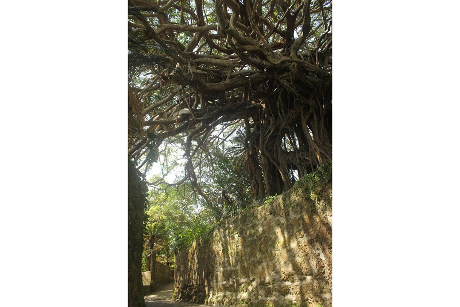 樹齢300年ガジュマルの木④