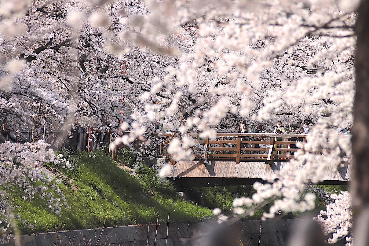 桜吹雪に癒やされる「縣小橋（あがたこばし）」