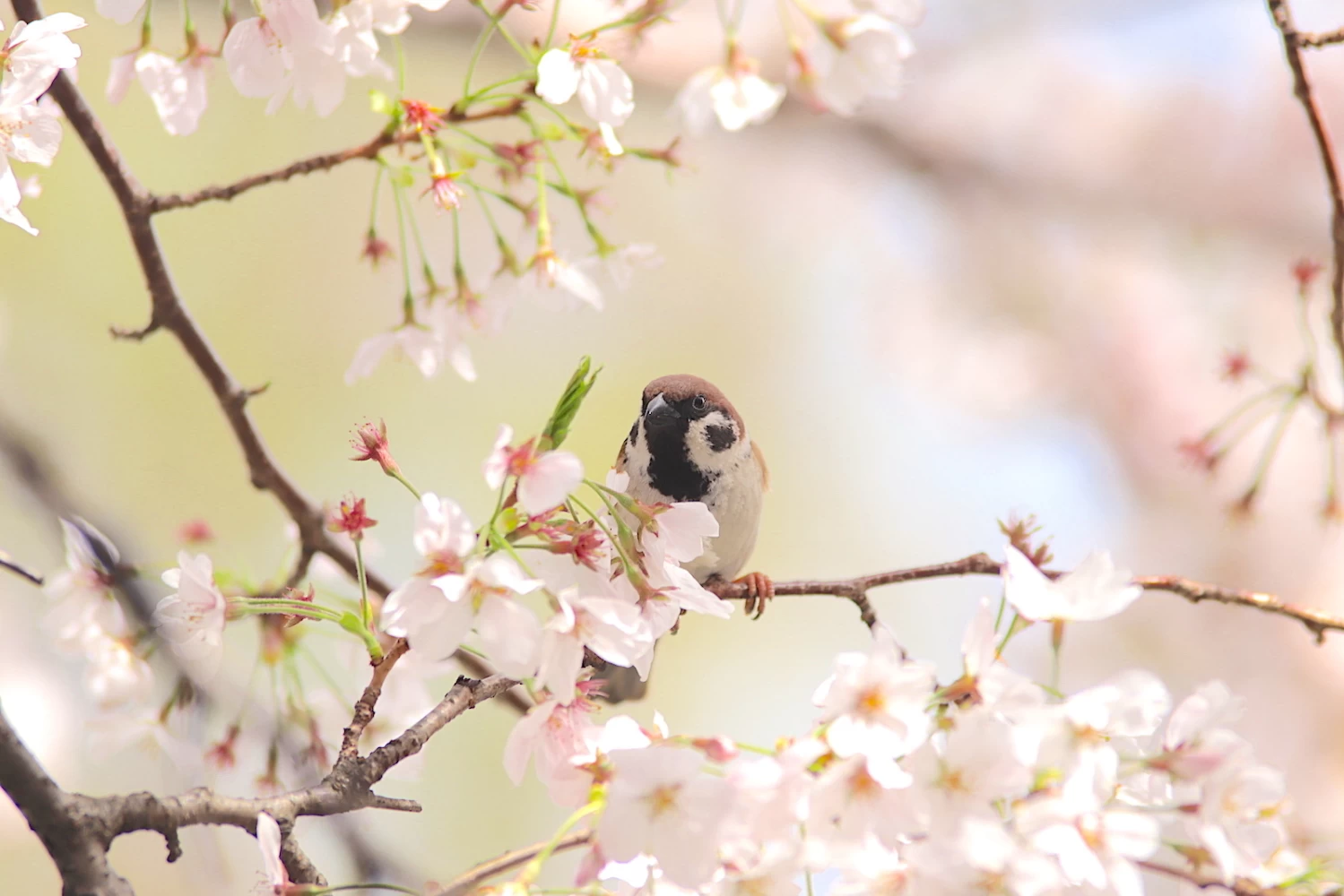 美しい春を盛り上げてくれる小鳥たち