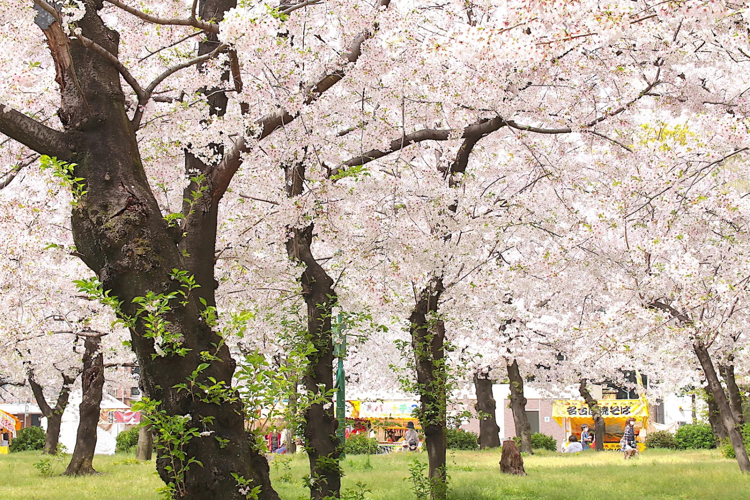 桜で満たされる公園