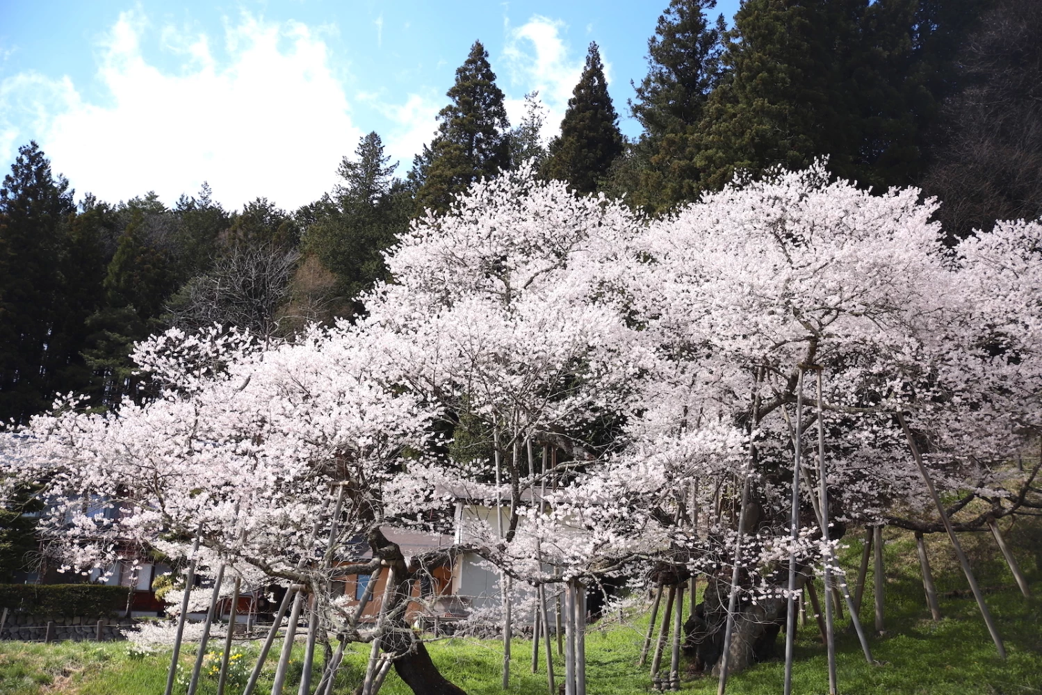 4月中旬、満開を迎える臥龍桜