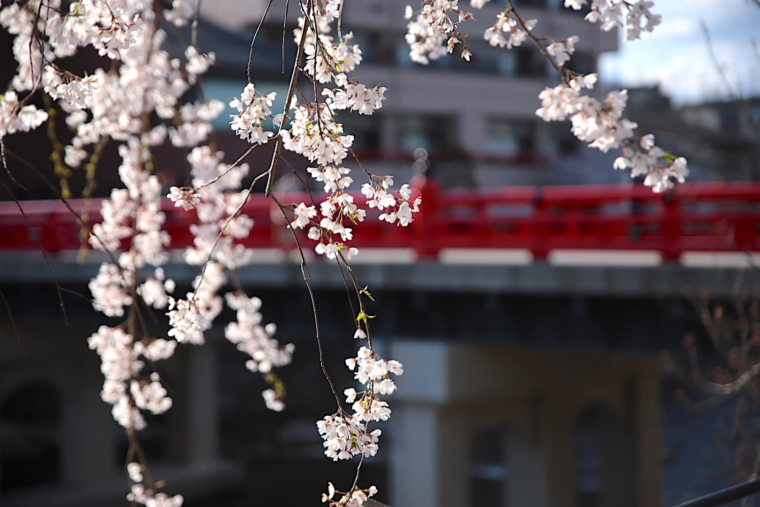 ホロホロと枝垂れる桜