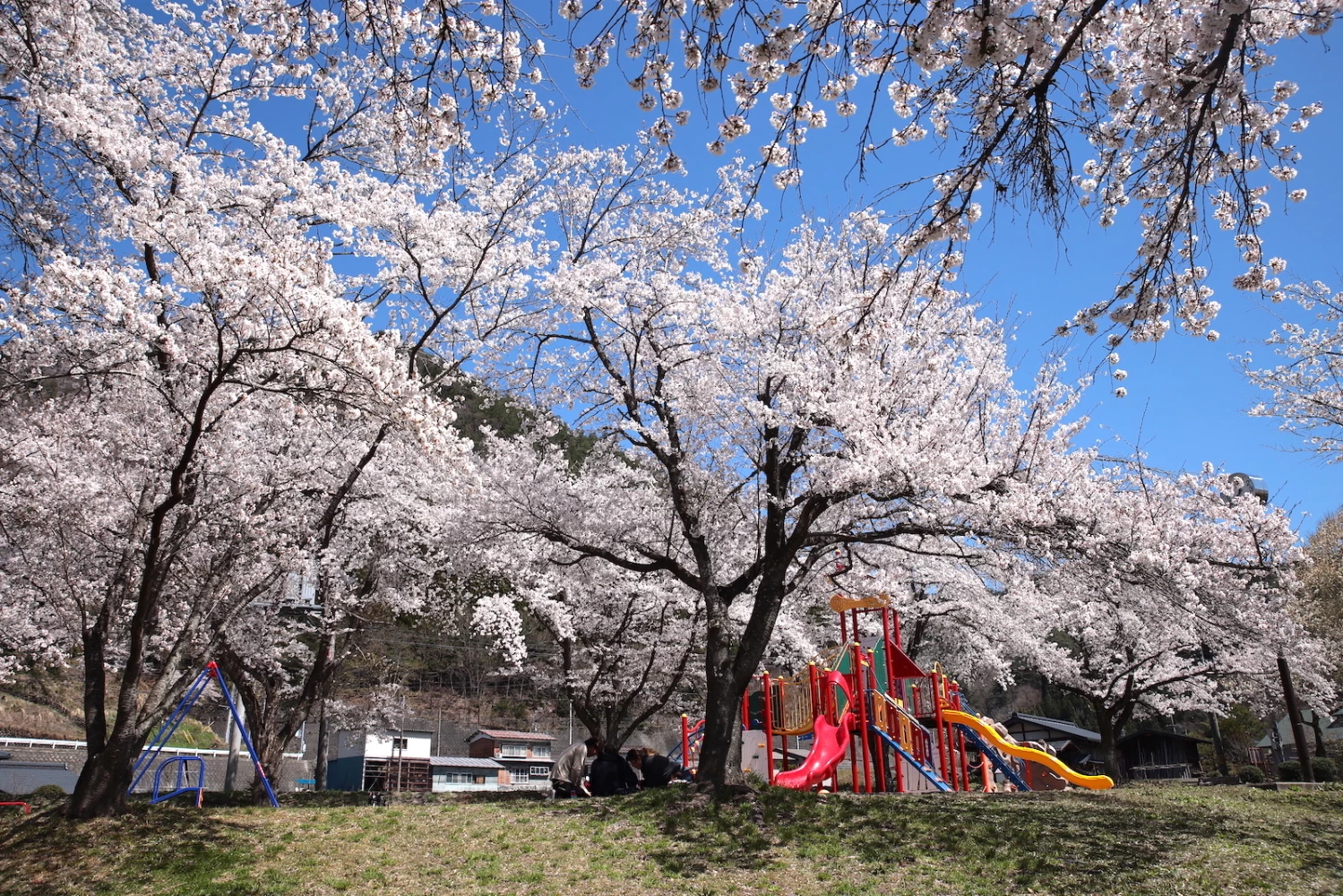 公園を彩るソメイヨシノの絶景