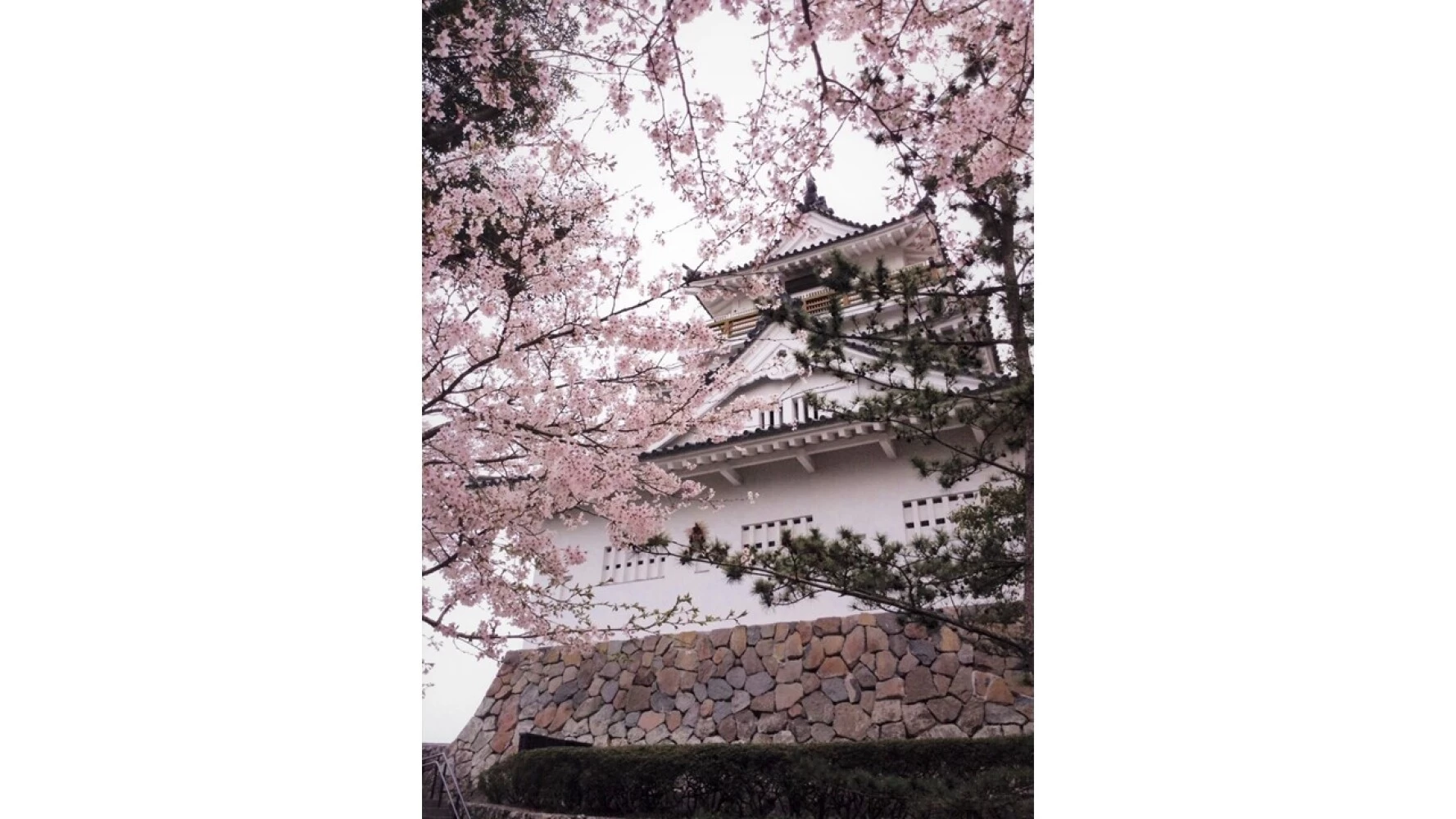 杵築城と桜