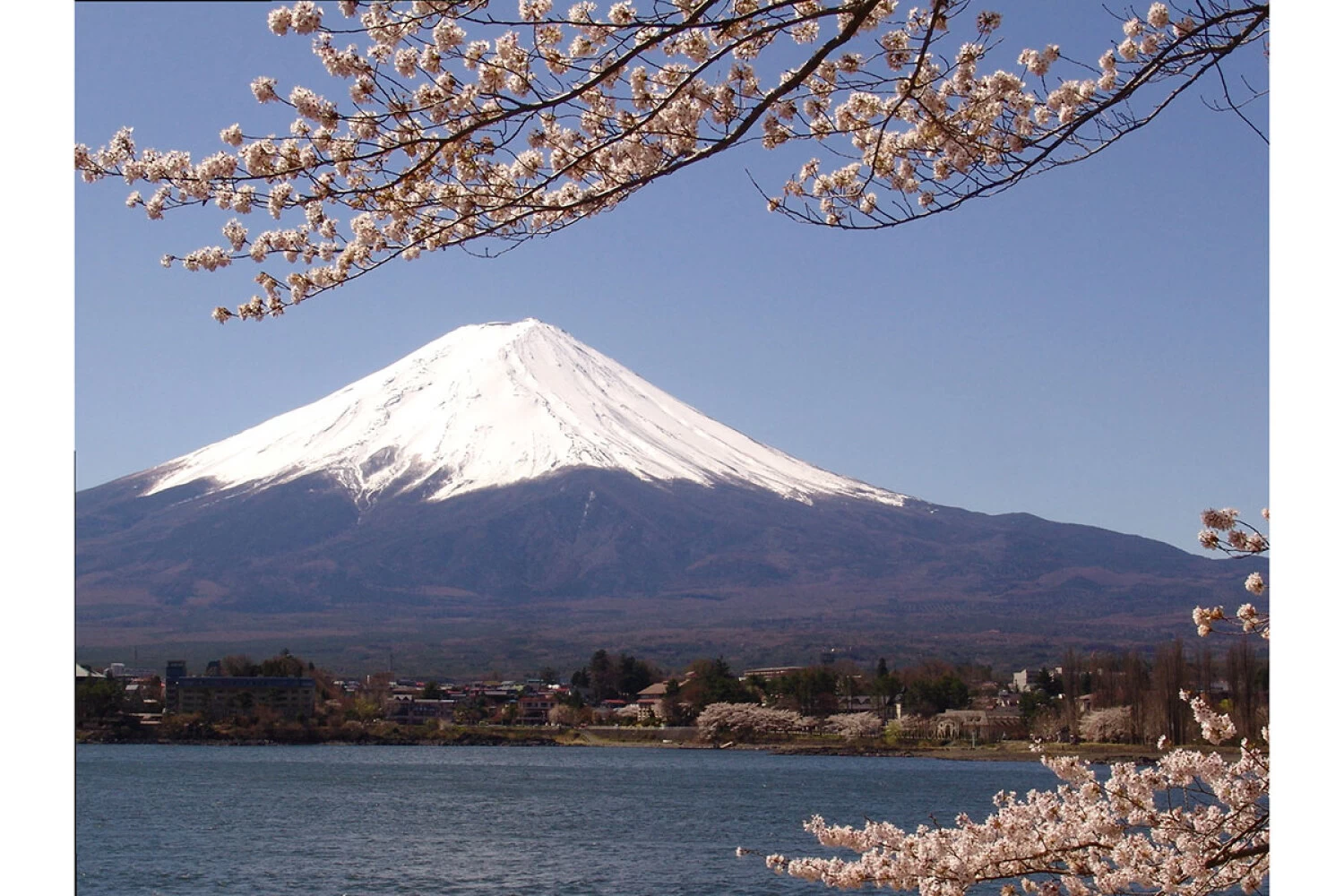 春には湖畔の桜と富士山の絶景コラボも