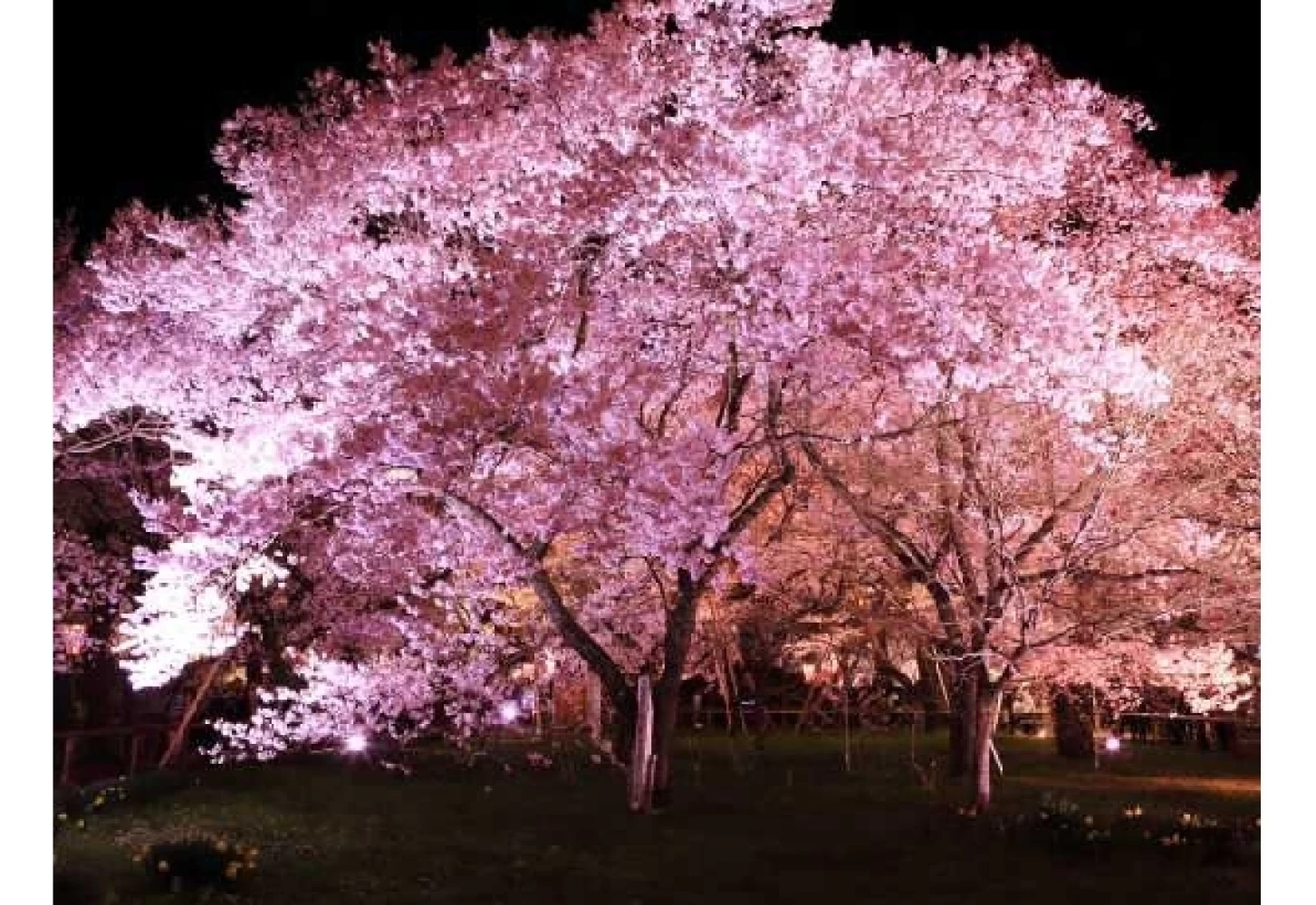 桜の様子①