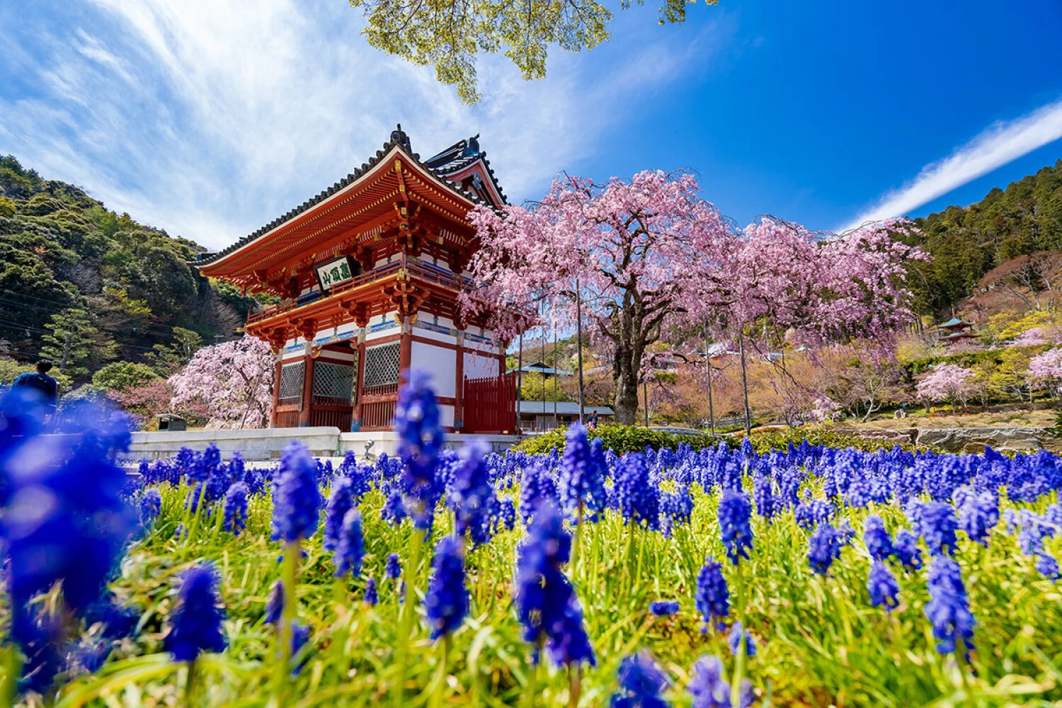 山門　桜とムスカリ